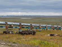 Nenets and their animals passing under a pipeline © Christophe Blitz