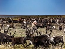 Nenets tribe member with animals around him © Christophe Blitz