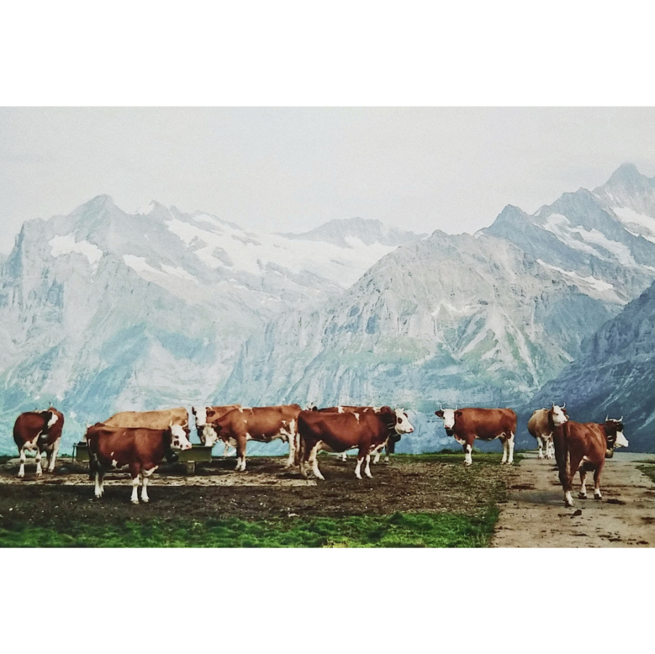 LES VACHES SUISSES