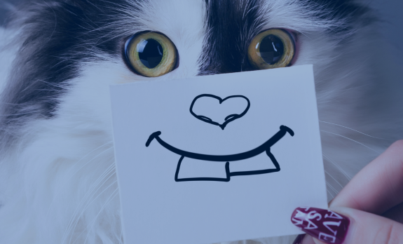 funny cat